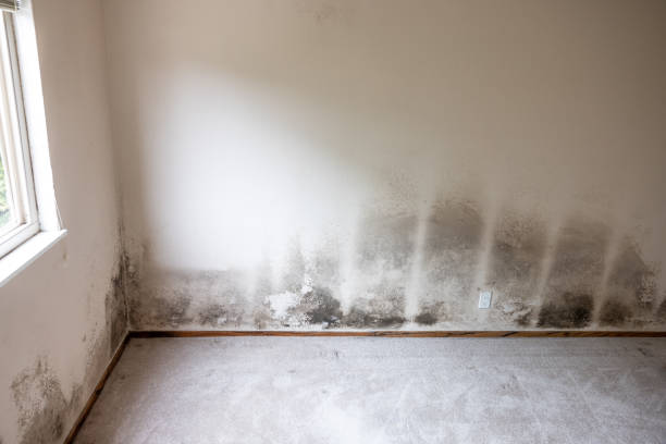 Best Water Damage & Mold Remediation  in USA